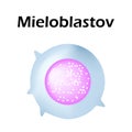 Neutrophils structure. Blood cell neutrophils. Myeloblast White blood cells. leukocytes. Infographics. Vector