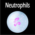 Neutrophils structure. Blood cell neutrophils. White blood cells. leukocytes. Infographics. Vector illustration on