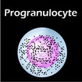 Neutrophils structure. Blood cell neutrophils. White blood cells. leukocytes. Infographics. Vector illustration on