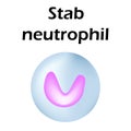 Neutrophils structure. Blood cell neutrophils. White blood cells. leukocytes. Infographics. Vector illustration on