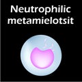 Neutrophils structure. Blood cell neutrophils. White blood cells. leukocytes. Infographics. Vector illustration on