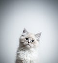 Neva masquarade kitten portrait Royalty Free Stock Photo