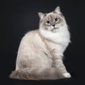 Neva Masquerade cat on black background Royalty Free Stock Photo