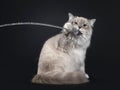 Neva Masquerade cat on black background Royalty Free Stock Photo