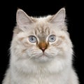 Neva masquerade cat on black Royalty Free Stock Photo