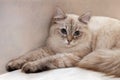 Neva masquerade cat or siberian cat color color point with blue eyes Royalty Free Stock Photo