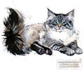 Neva Masquerade Cat. watercolor home pet illustration. Cats breeds series.