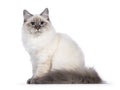 Neva Masquerade cat on white background Royalty Free Stock Photo