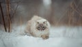 Neva masquerade cat winter portrait Royalty Free Stock Photo