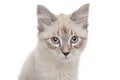 Neva Masquerade kitten Royalty Free Stock Photo