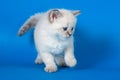 Neva masquerade kitten Royalty Free Stock Photo