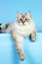 Neva masquerade kitten on blue background Royalty Free Stock Photo