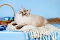 Neva masquerade kitten on blue background with easter eggs in a basket Royalty Free Stock Photo