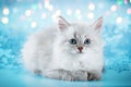 Neva masquerade kitten on blue Christmas background Royalty Free Stock Photo