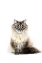 Neva Masquerade Siberian Domestic Cat, Seal Tabby Point Colour, Male against White Background Royalty Free Stock Photo