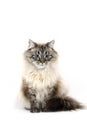 Neva Masquerade Siberian Domestic Cat, Seal Tabby Point Colour, Male against White Background