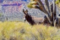 Wild Burro