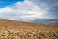 Nevada Mountain landscape with sagebrush and Wild Mustang Horses with a dramatic cloudy sky. Royalty Free Stock Photo