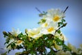 Wild White Rose