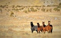 Nevada Wild Horses Royalty Free Stock Photo