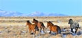 Nevada Wild Horses Royalty Free Stock Photo