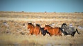 Nevada Wild Horses Royalty Free Stock Photo