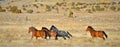 Nevada Wild Horses Royalty Free Stock Photo