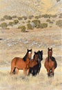 Nevada Wild Horses Royalty Free Stock Photo