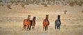 Nevada Wild Horses Royalty Free Stock Photo