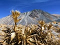 Nevado de Toluca, Mexico. Snow rose or volcano rose in the old snow-capped volcano of Toluca.The fourth highest mountain in Mexico