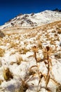 Nevado de toluca Xinantecatl dried flower