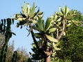Neve Monosson Cactus like tree 2010