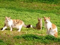 Neve Monosson cats 2011