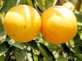 Neve Monosson Mature Oranges 2010