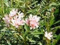 Neve Monosson Pink Oleander 2010