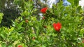 Neve Monosson Pomegranate flower