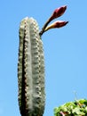 Neve Monosson San Pedro Cactus buds 2010 Royalty Free Stock Photo