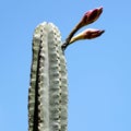 Neve Monosson the San Pedro Cactus buds 2010
