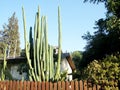 Neve Monosson San Pedro Cactus 2010 Royalty Free Stock Photo