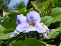 Neve Monosson Thunbergia Grandiflora 2010