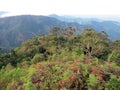 Nevelwoud / cloud forest; Santa Marta Mountains, Colombia Royalty Free Stock Photo