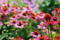 Never Ending Field of Pink and Orange Echinacea