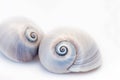 Neverita Duplicata Shark Eye Sea Snail Shell Royalty Free Stock Photo