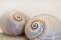 Neverita Duplicata Shark Eye Sea Snail Shell Royalty Free Stock Photo