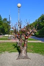 Nevinnomyssk, Russia, September, 13, 2018. Wedding tree made of bronze, entirely hung with locks, symbolizing the eternal love bet