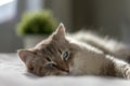 White cat with blue eyes is lying on a bed and looking at the camera