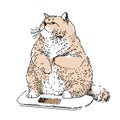 A large cat with an overweight problem is being weighed