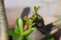 Adenium plant flower buds Royalty Free Stock Photo