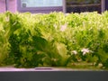 New agriculture. Lettuce plants grown hydroponicaly in the greenhouse