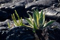 New aloe vera near Kalapana lava flow